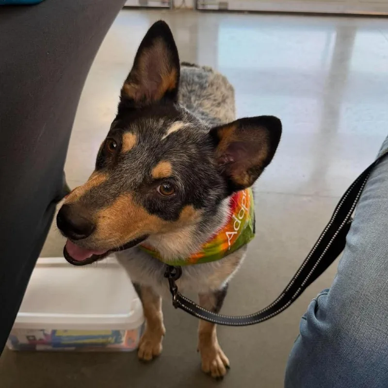 A young medium-sized male Merle (Blue) Australian Cattle Dog / Blue Heeler dog named Fielder for adoption in Beulaville, NC