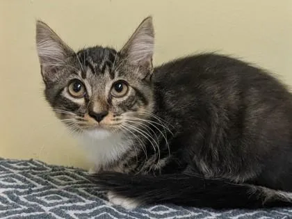 A young medium-sized female Tabby (Gray / Blue / Silver) Domestic Medium Hair cat named Glamour for adoption in Jackson, GA