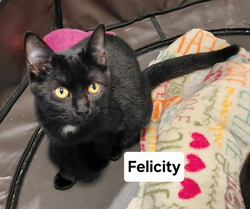A baby medium-sized female Black Domestic Short Hair cat named Felicity for adoption in Landenberg, PA
