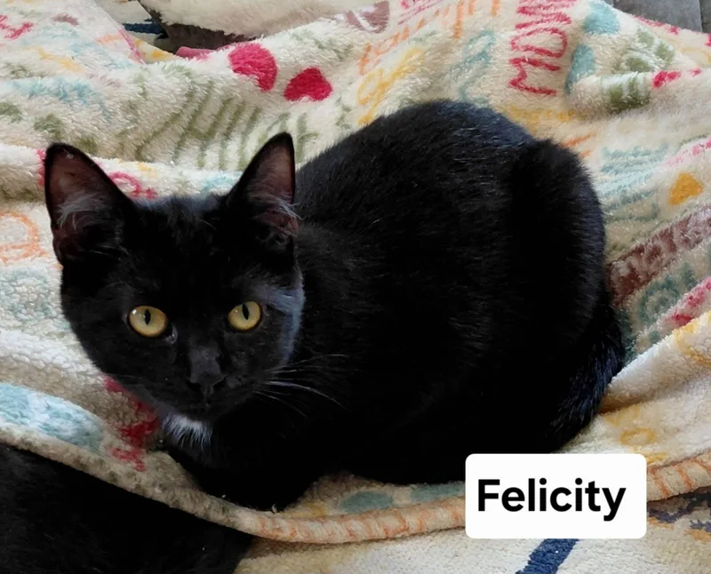 Felicity thumbnail 2