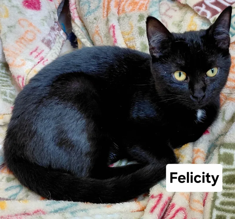 Felicity thumbnail 3