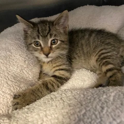 A baby small-sized male Brown / Chocolate Domestic Short Hair cat named Bulbasaur for adoption in Dayton, OH