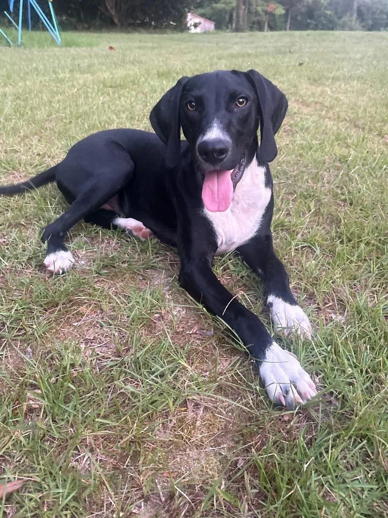 A baby medium-sized male Black Hound dog named Flick for adoption in Lucedale, MS