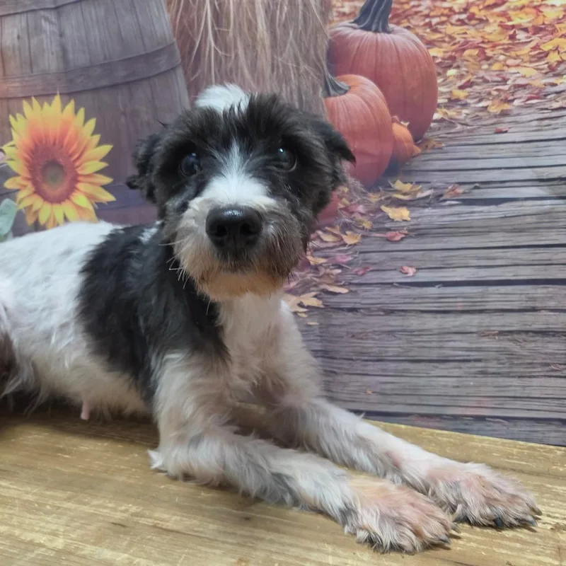 A senior small-sized female White / Cream Schnauzer dog named Nutella for adoption in Normal, IL