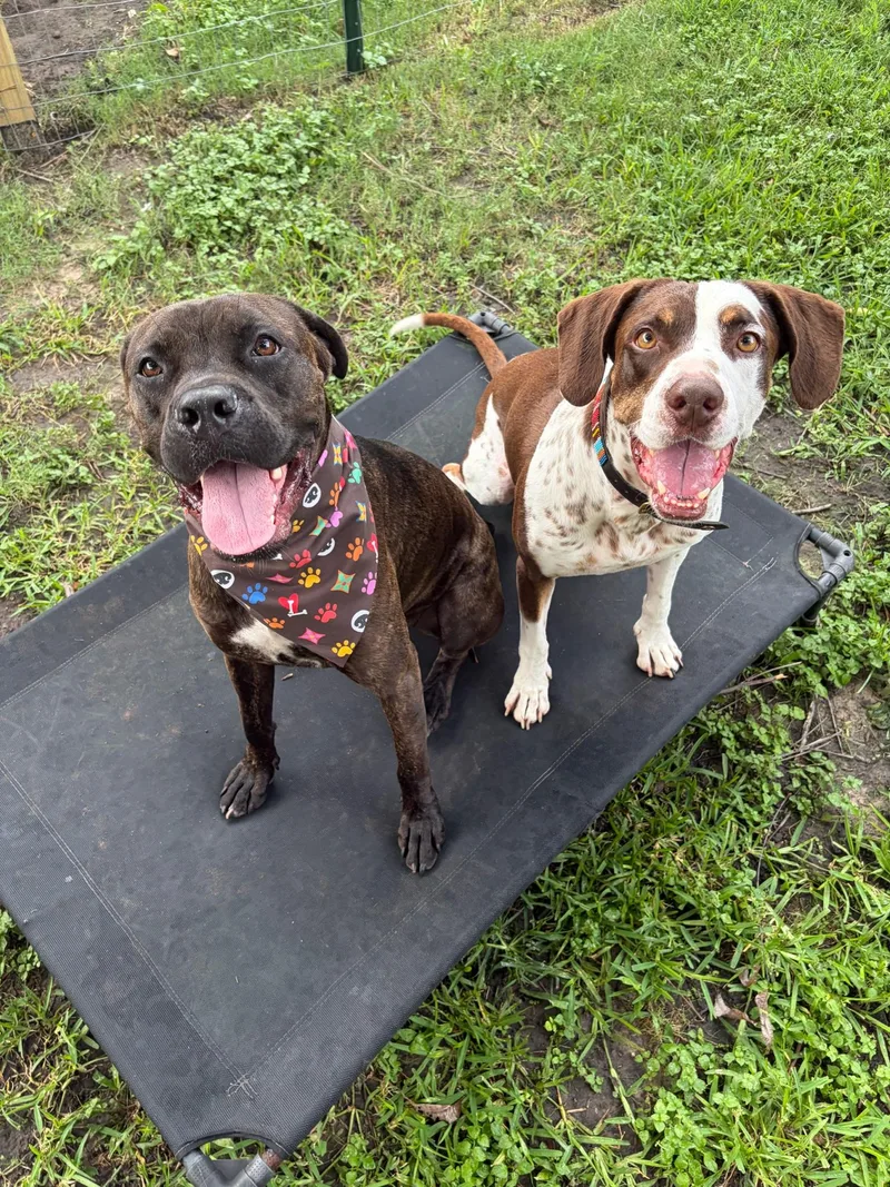 A young large-sized female Cane Corso dog named Paloma for adoption in Houston, TX
