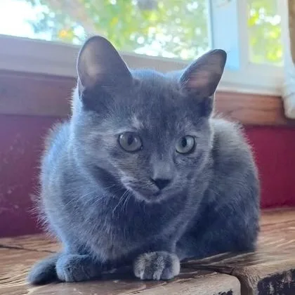 A baby small-sized female Dilute Tortoiseshell Domestic Short Hair cat named Smudge for adoption in Rochester, MN