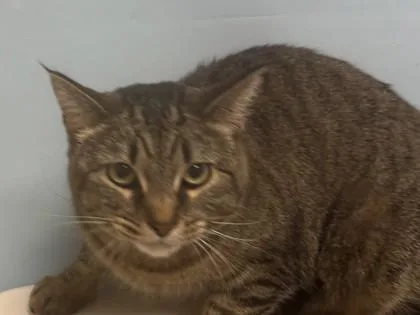 An adult small-sized female Domestic Short Hair cat named Piper for adoption in Woodbury, MN