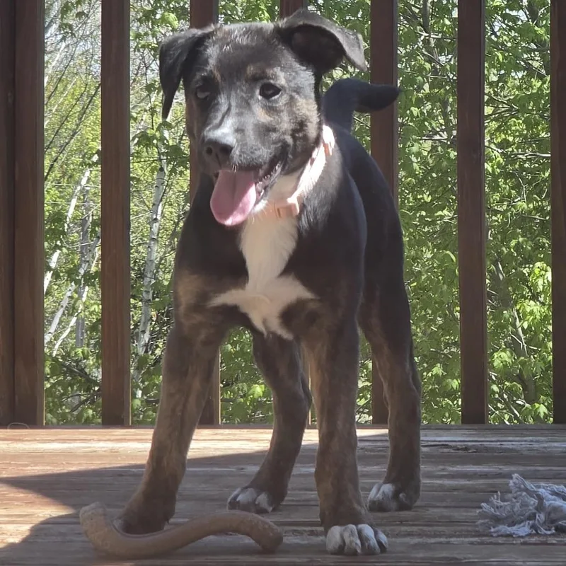 A baby small-sized female Black Mixed Breed dog named Sweet Pea for adoption in Buffalo, MN