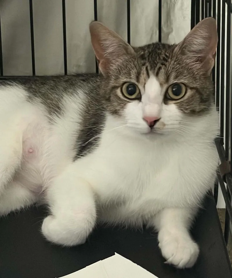 An adult medium-sized female Domestic Short Hair cat named Barley for adoption in Westfield, MA