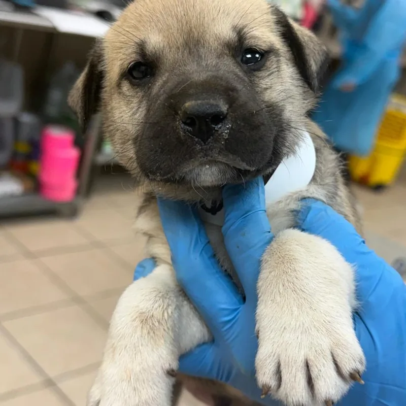 A baby small-sized male Brown / Chocolate Mastiff dog named Flint for adoption in Birmingham, AL