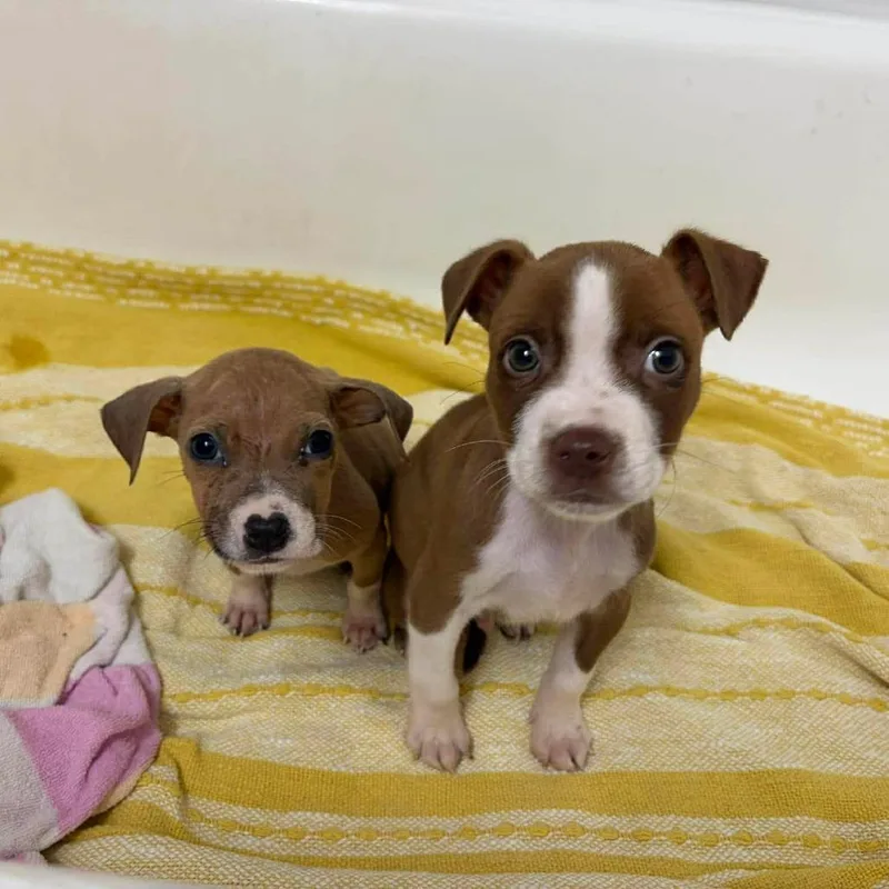 A baby small-sized male Brown / Chocolate Pit Bull Terrier dog named Capybara for adoption in Buffalo, MN