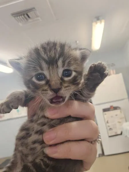 A baby small-sized male Domestic Short Hair cat named Hickory for adoption in Millersville, MD