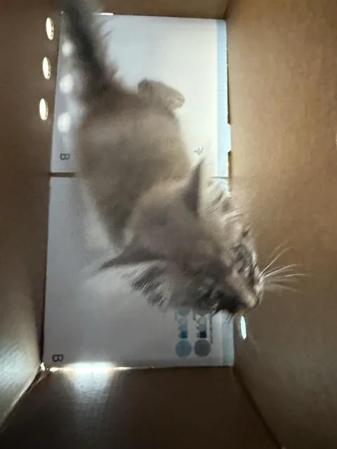 A baby small-sized male Domestic Long Hair cat named A for adoption in Stockton, CA