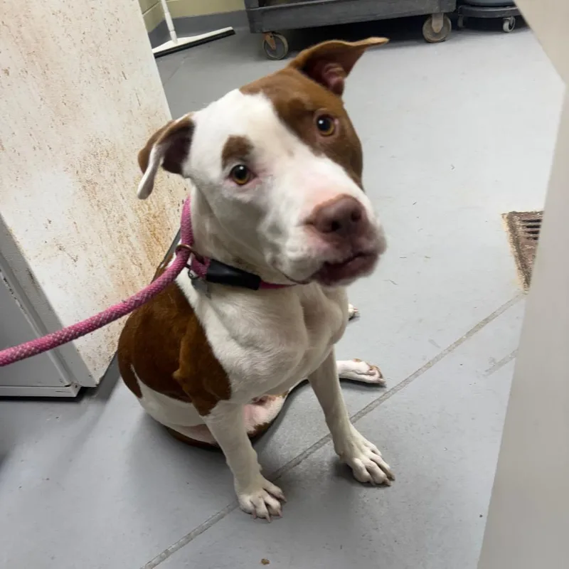 An adult large-sized male Brown / Chocolate Mixed Breed dog named StrayWBrittDavidRoad"Jericho" for adoption in Columbus, GA