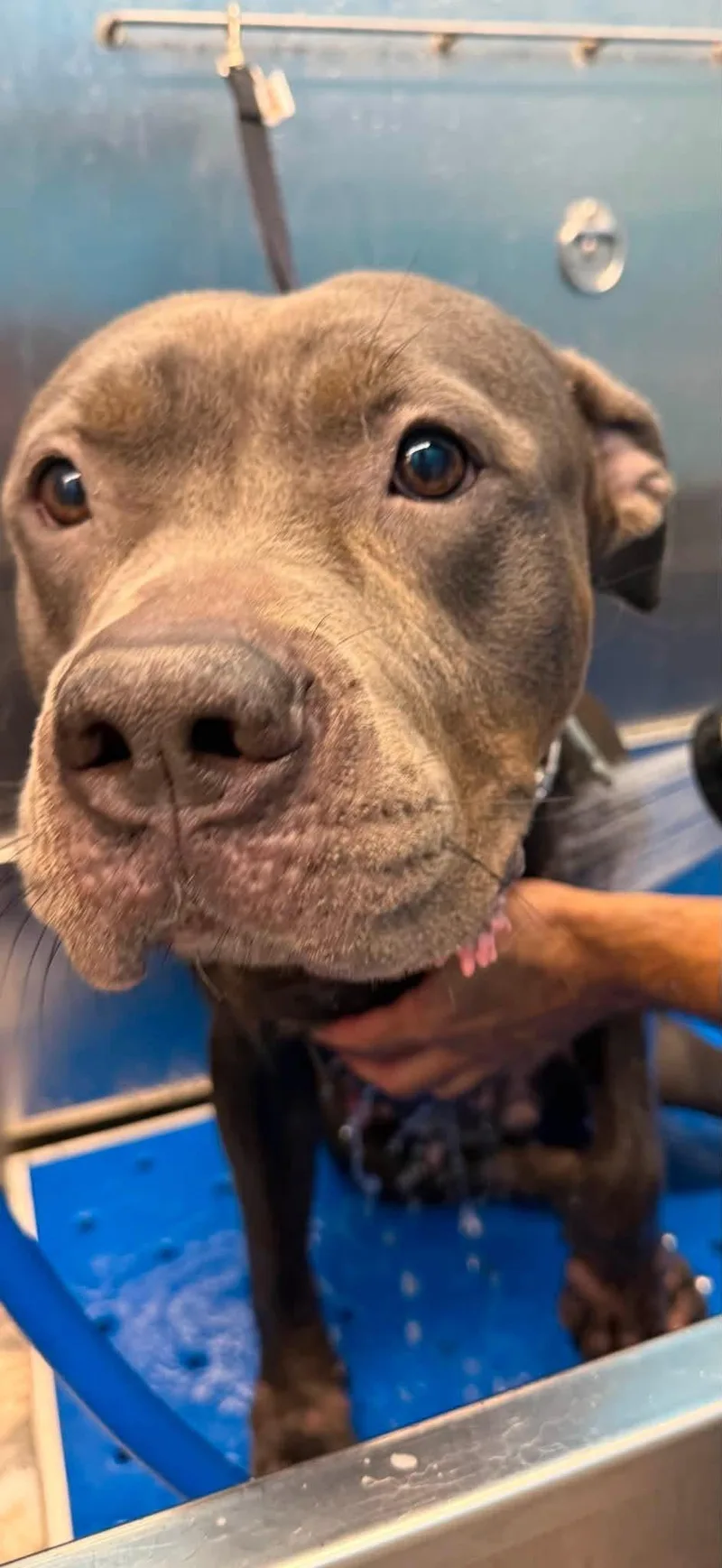 A young medium-sized female Gray / Blue / Silver Pit Bull Terrier dog named Jolene for adoption in Buffalo, NY