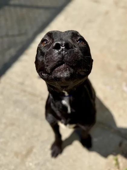 An adult medium-sized male Pit Bull Terrier dog named Isaac Higginbottom for adoption in New Orleans, LA