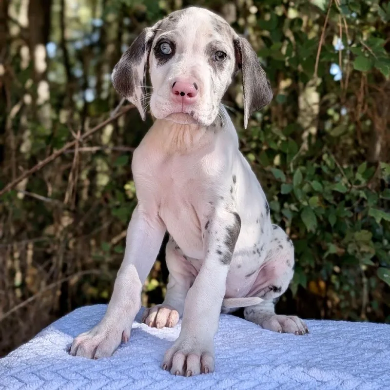 A baby large-sized female White / Cream Great Dane dog named Spooky for adoption in Tyrone, GA