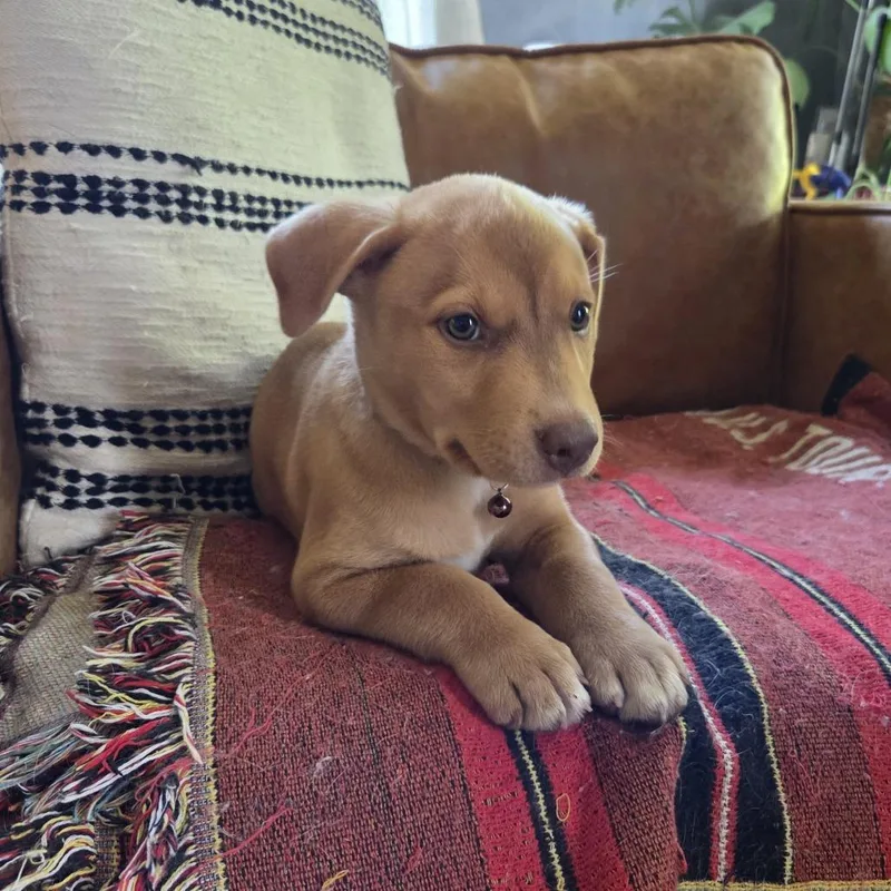 A baby medium-sized male Golden Retriever dog named Nick Miller for adoption in Chattanooga, TN
