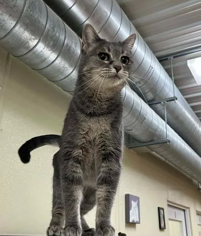 A young medium-sized female Tabby (Gray / Blue / Silver) Domestic Short Hair cat named Misty for adoption in Minneapolis, MN