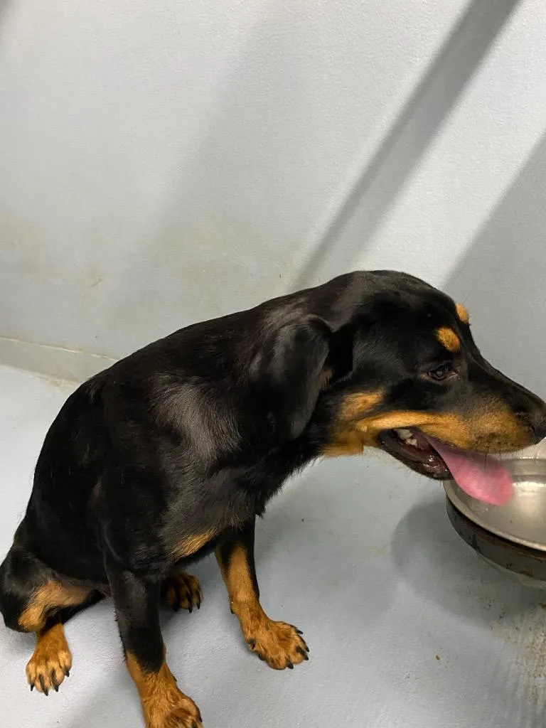 A young large-sized female Mixed Breed dog named Monday for adoption in Cartersville , GA