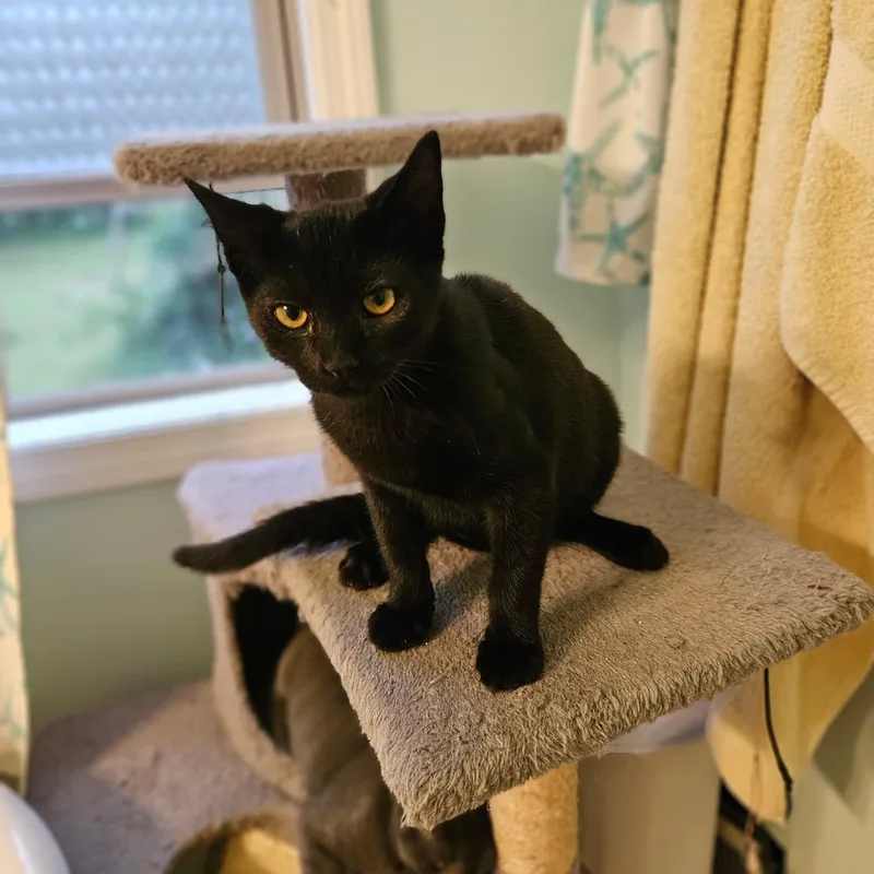 A baby medium-sized male Black Domestic Short Hair cat named Scar for adoption in Hudsonville, MI