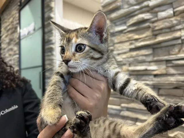 A baby small-sized female Domestic Short Hair cat named Barbara for adoption in Garland, TX