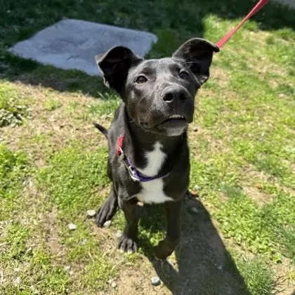 A baby medium-sized male Mixed Breed dog named Moe for adoption in Voorhees, NJ