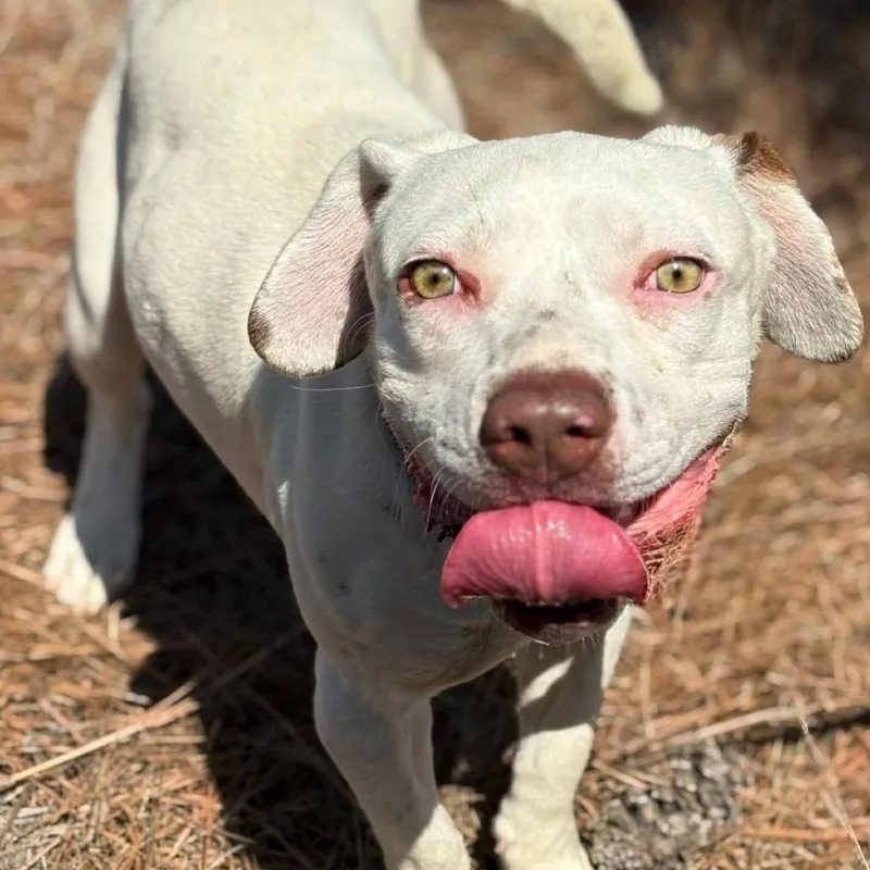 An adult medium-sized male White / Cream Beagle dog named Peter for adoption in Marshall, TX