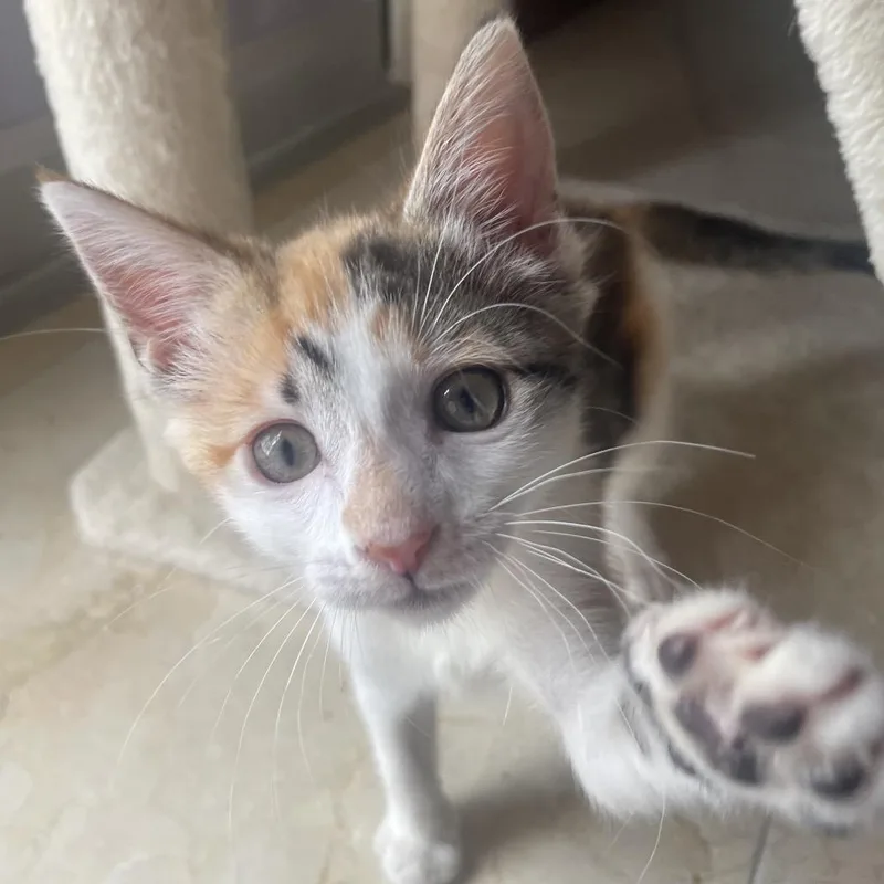 A baby small-sized female Calico Domestic Short Hair cat named Latte for adoption in Miami, FL