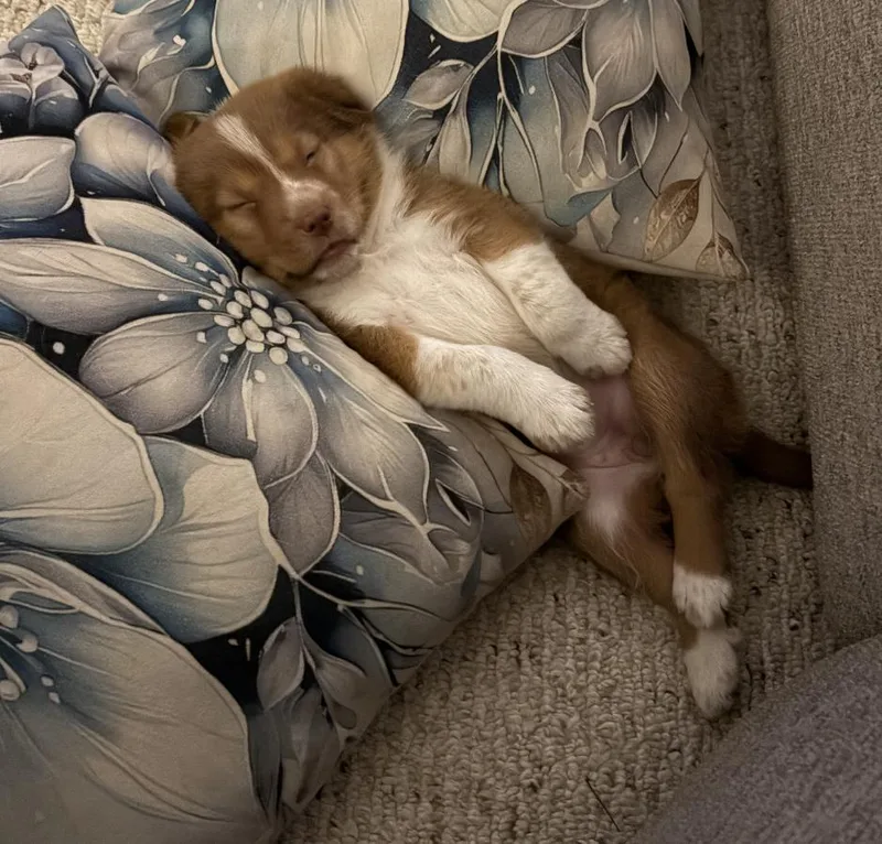 Kaia
