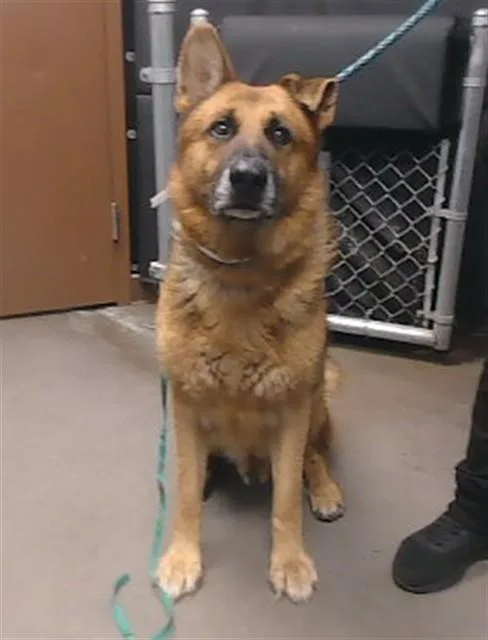 An adult large-sized male German Shepherd Dog dog named Rex for adoption in Phoenix, AZ