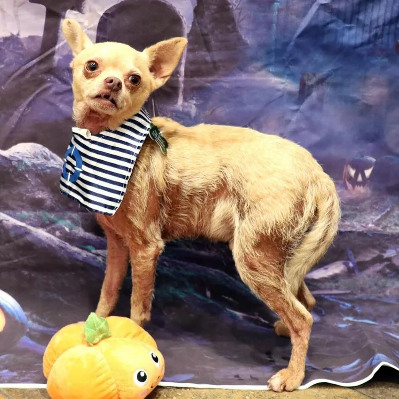 An adult small-sized male Yellow / Tan / Blond / Fawn Chihuahua dog named Turner for adoption in Apple Valley, CA