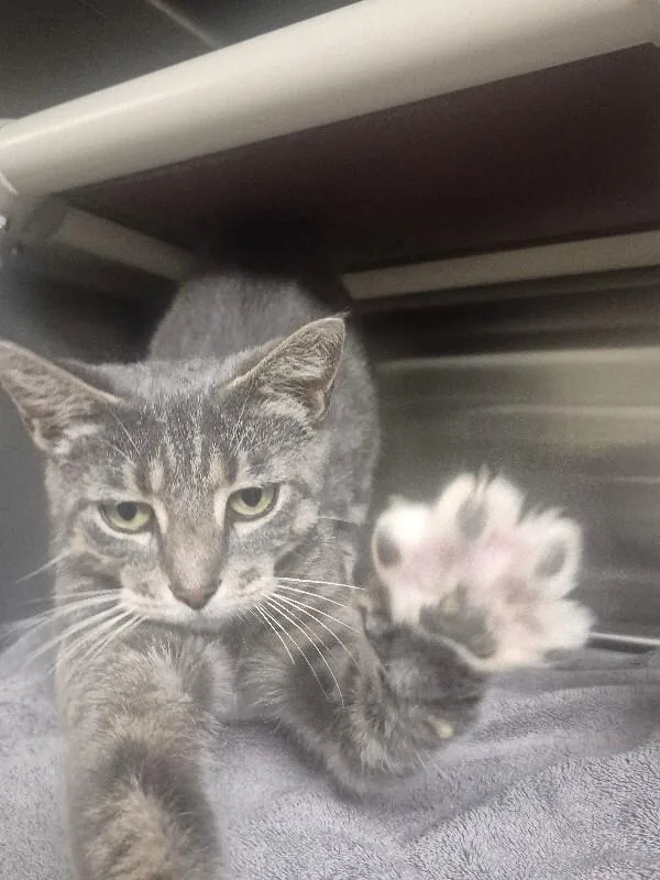 An adult medium-sized female Gray / Blue / Silver Domestic Short Hair cat named Cassie for adoption in Bluffton, IN