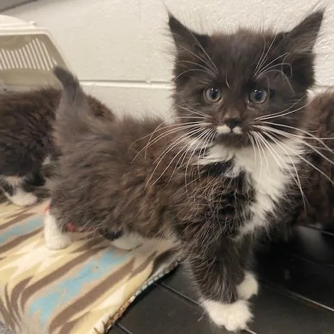 A baby small-sized male Black Domestic Long Hair cat named Duke for adoption in Dayton, OH