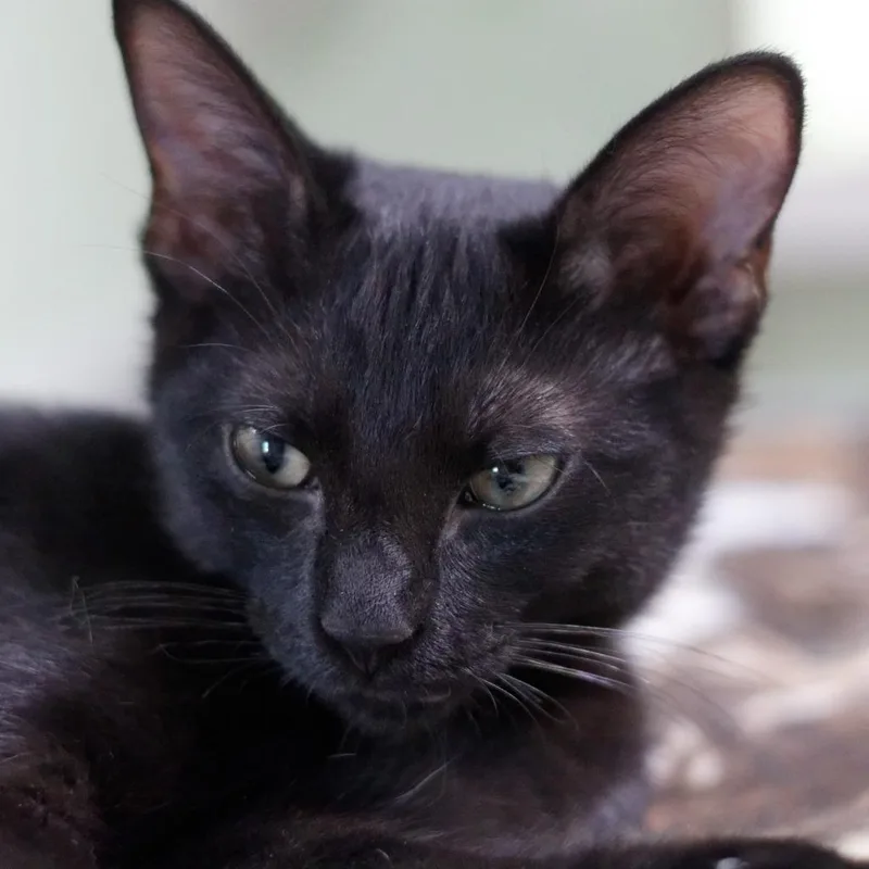 A baby medium-sized female Domestic Short Hair cat named Quill for adoption in Hot Springs, AR