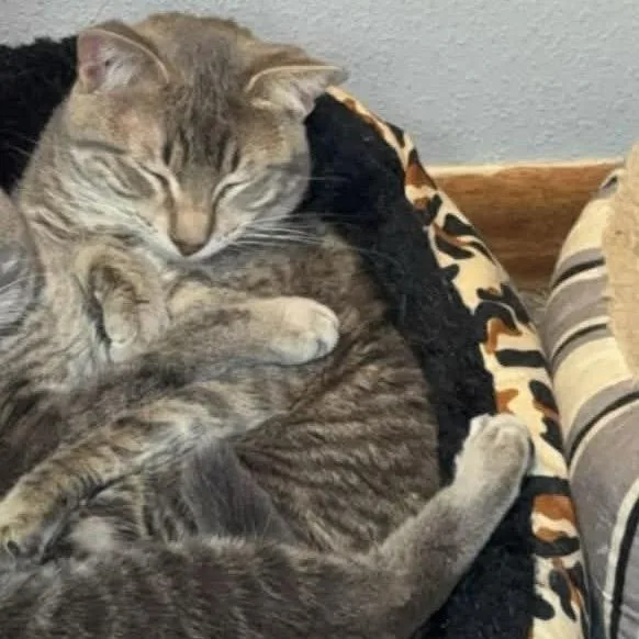 An adult small-sized male Gray / Blue / Silver American Shorthair cat named Chante for adoption in Rochester, MN