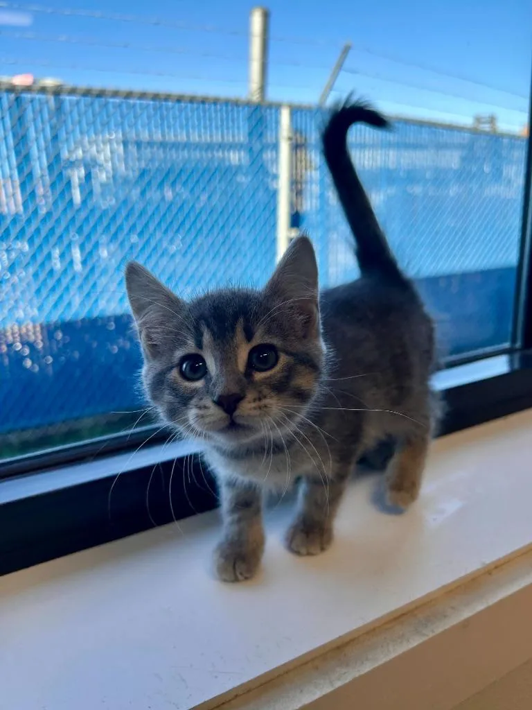 A baby medium-sized female Domestic Short Hair cat named Radish for adoption in Minot, ND