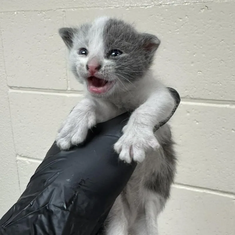 A baby small-sized male Gray / Blue / Silver Domestic Short Hair cat named Button for adoption in Reno, NV