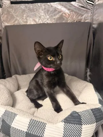 An adult small-sized female Domestic Short Hair cat named Polly for adoption in Appling, GA