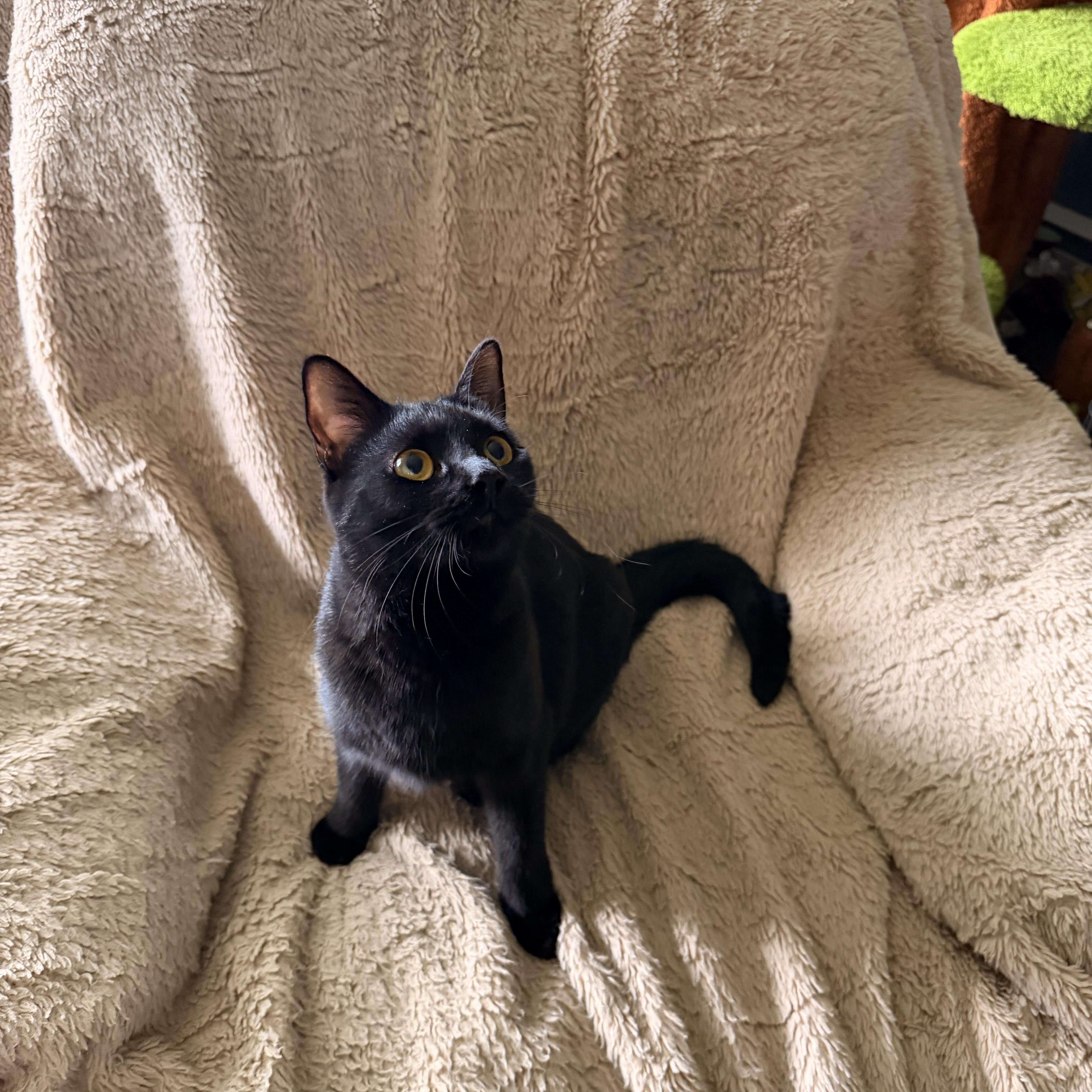 A young medium-sized female Black Domestic Short Hair cat named Basil for adoption in Bellmawr, NJ
