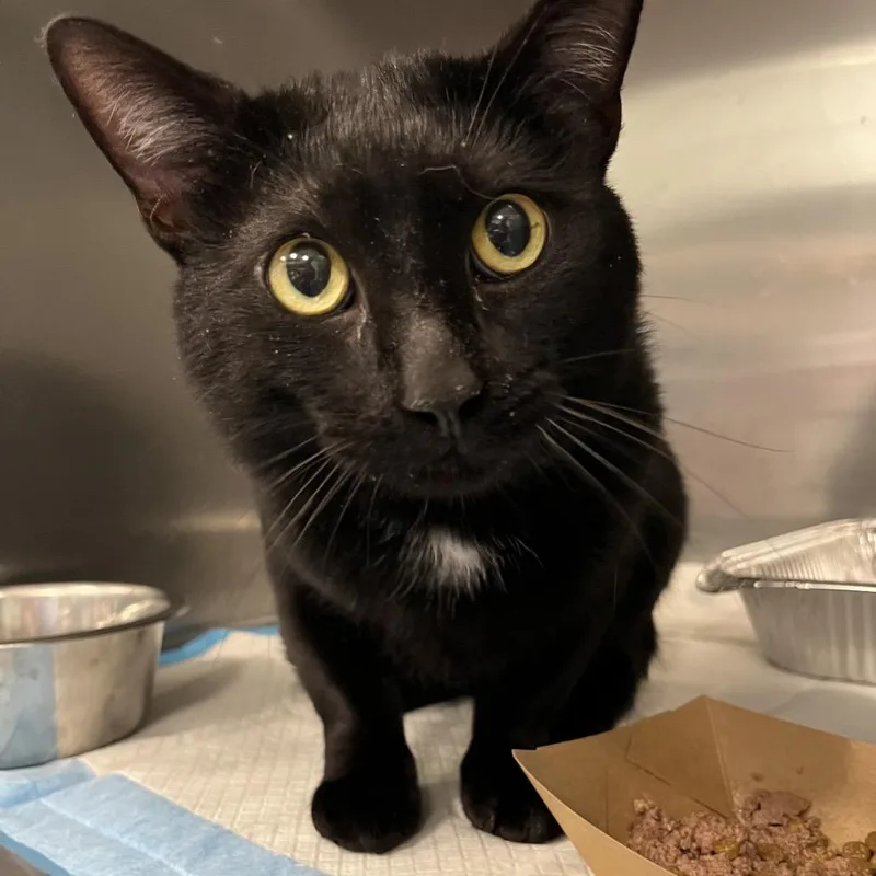 An adult large-sized male Black Domestic Short Hair cat named Phantom for adoption in Greensboro, NC