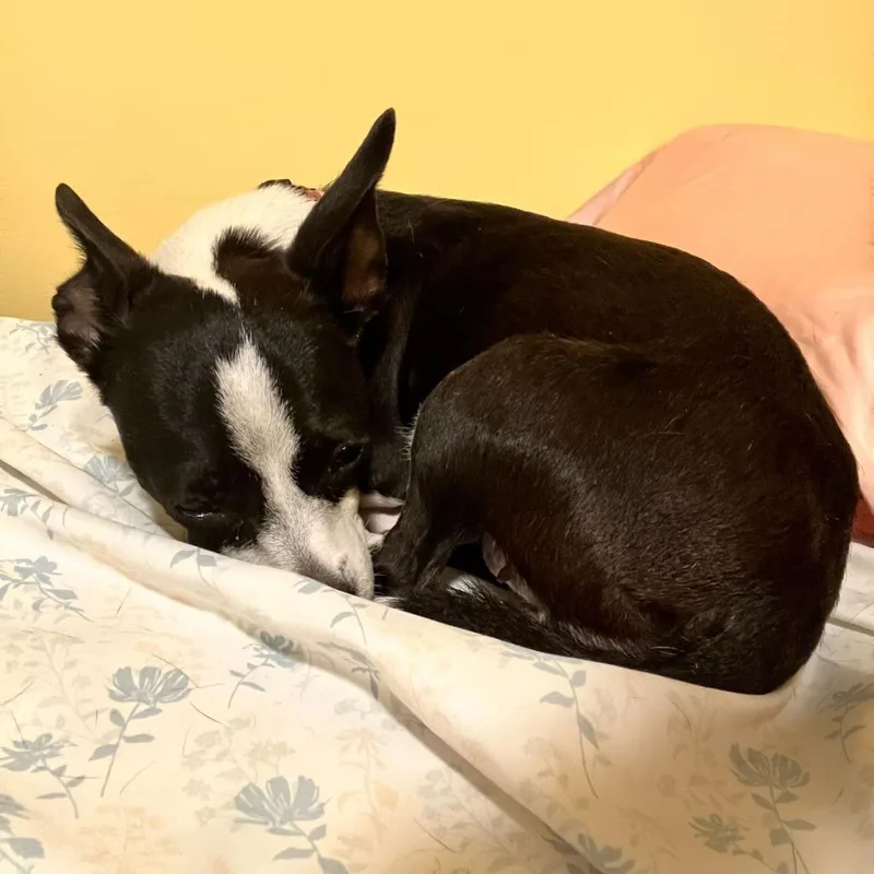 A young small-sized female Black Terrier dog named Josie for adoption in San Francisco, CA