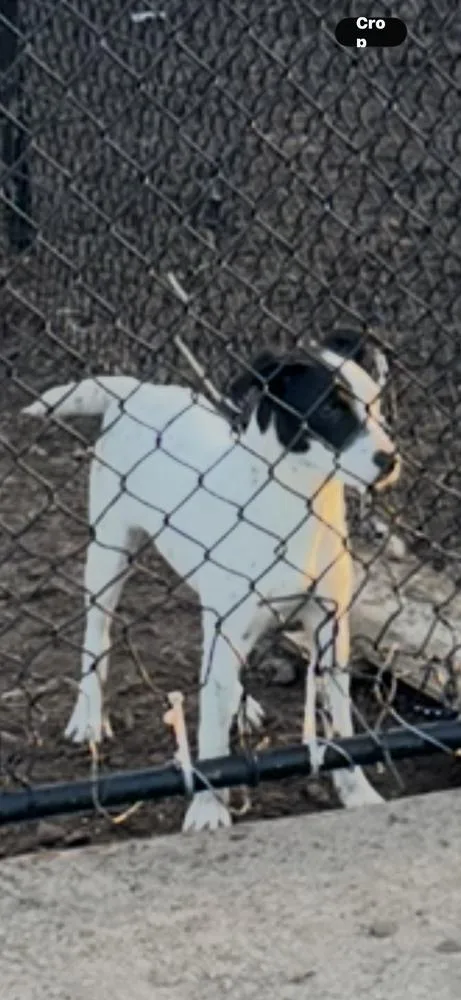 A baby small-sized female Terrier dog named Summer for adoption in Plumerville, AR