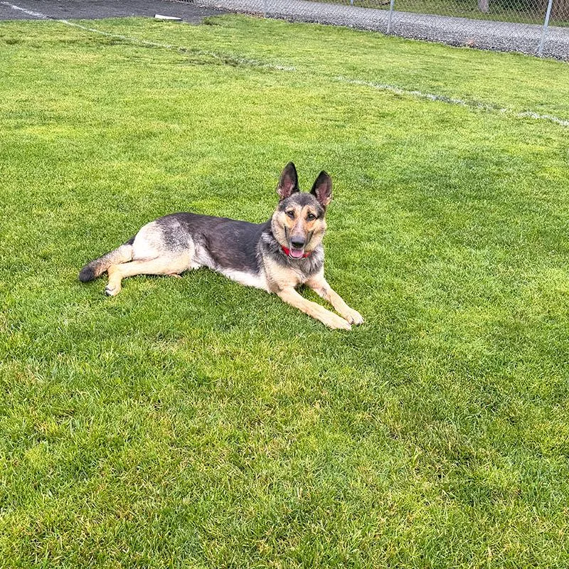 A young medium-sized female Tricolor (Brown, Black, & White) German Shepherd Dog dog named Klara for adoption in Millburn, NJ