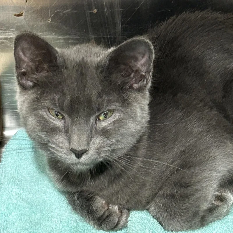 A young small-sized female Gray / Blue / Silver Domestic Short Hair cat named Lola for adoption in Newark, NJ