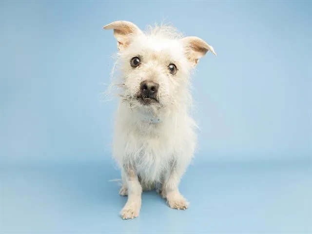 An adult small-sized male Chihuahua dog named Max for adoption in Phoenix, AZ