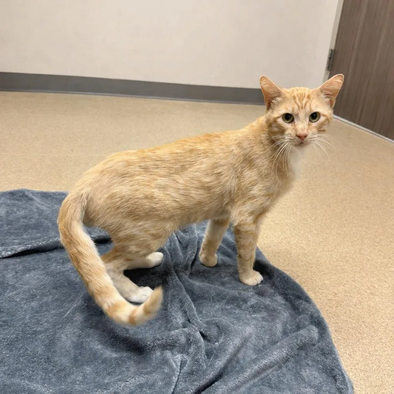 A young medium-sized male Domestic Short Hair cat named Grilled Cheese for adoption in Brenham, TX