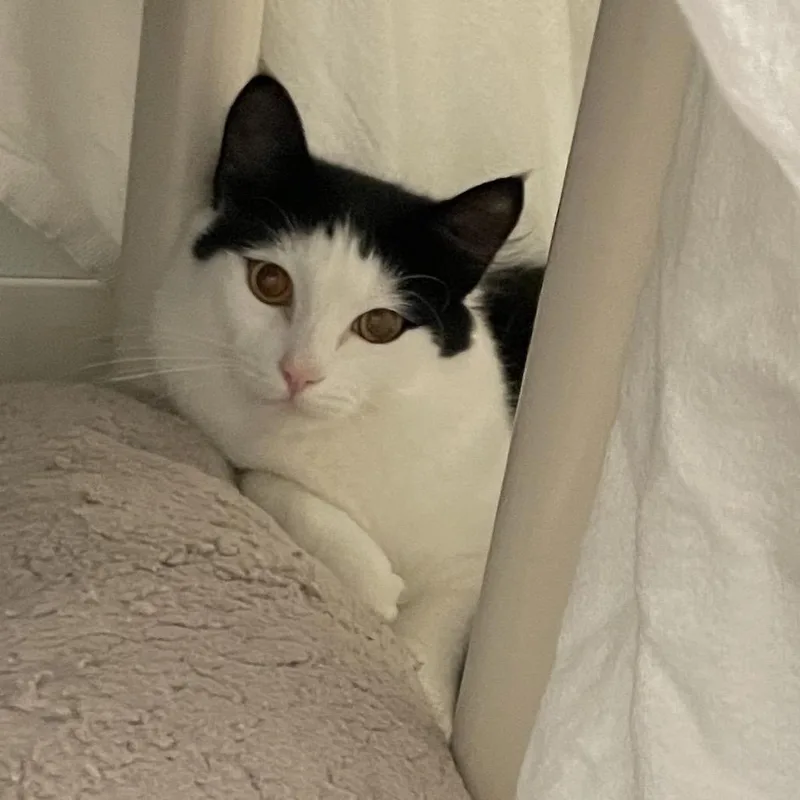 A young medium-sized female White Domestic Medium Hair cat named Lemonade for adoption in Enfield, NH