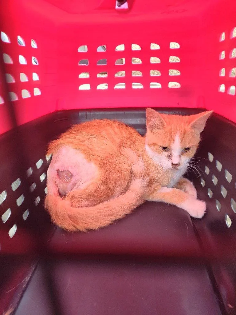 An adult medium-sized female Domestic Short Hair cat named Summer for adoption in Cromwell, KY