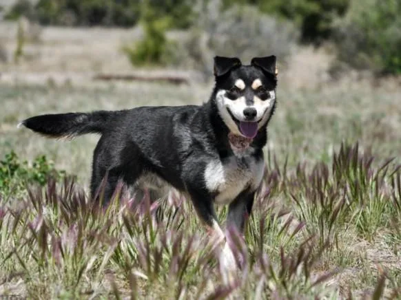 A young large-sized male Mixed Breed dog named Masco for adoption in Santa Fe, NM